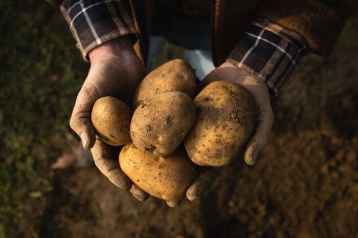 fresh potato in farmers hand